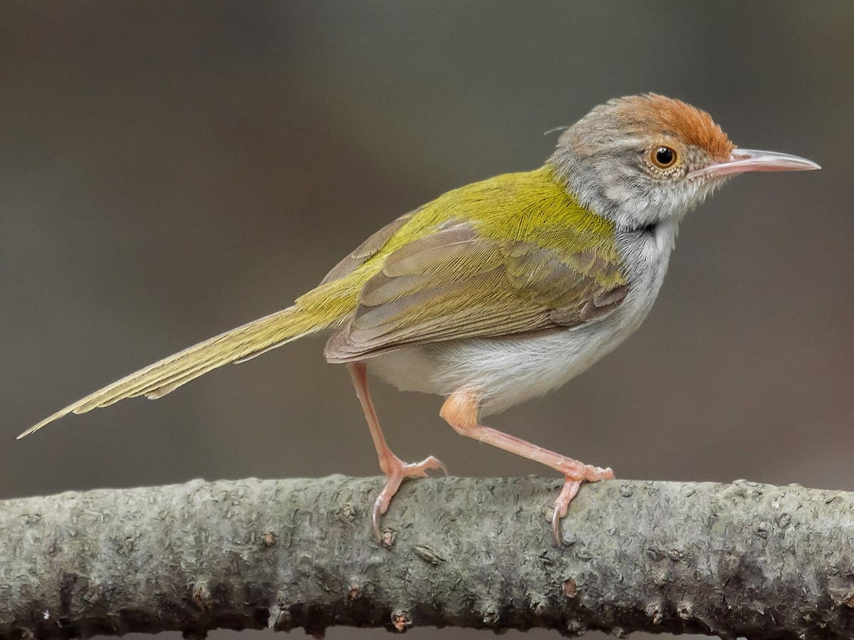 Common Tailorbird